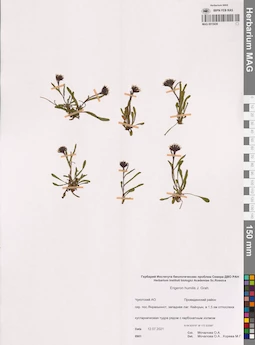 MAG 0015436