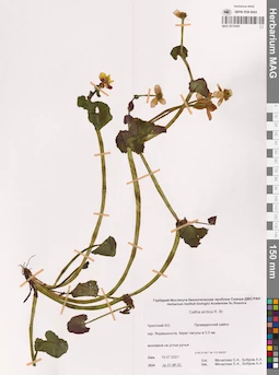 MAG 0015445