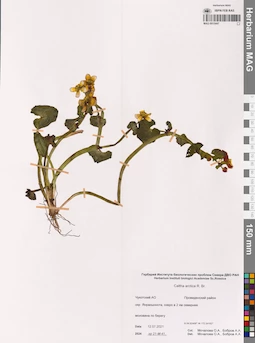 MAG 0015447