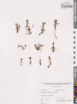 MAG 0015448
