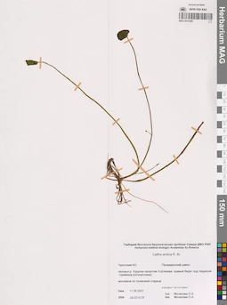 MAG 0015449