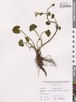 MAG 0015452