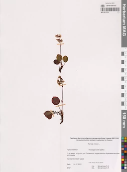 MAG 0015454