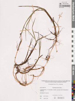 MAG 0015456