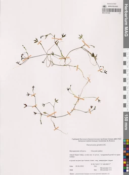 MAG 0015459