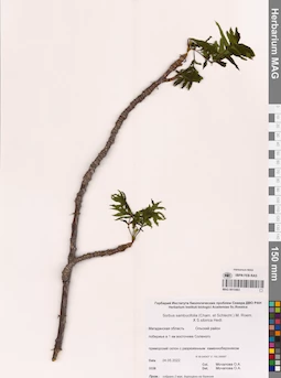 MAG 0015463