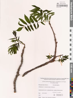 MAG 0015465
