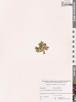MAG 0001177