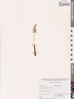MAG 0001184