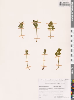 MAG 0001186
