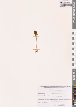 MAG 0001192