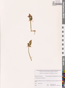 MAG 0001197