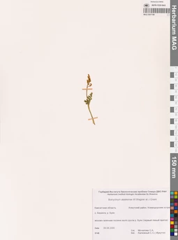 MAG 0001198
