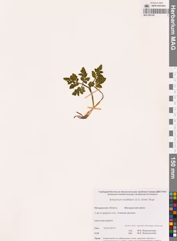 MAG 0001202