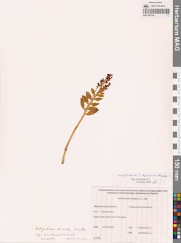 MAG 0002304