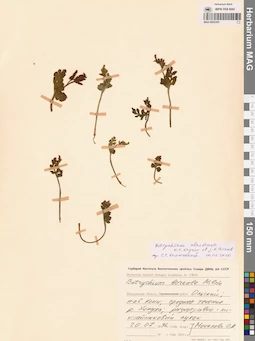 MAG 0002305