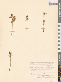 MAG 0002306