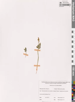 MAG 0002307
