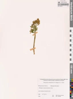 MAG 0002308