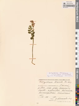 MAG 0002310