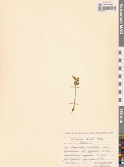 MAG 0002311