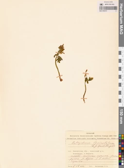 MAG 0002314