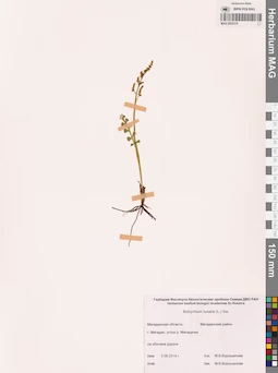 MAG 0002319
