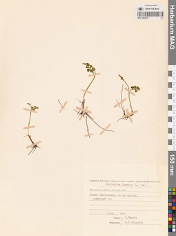 MAG 0002325