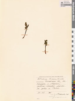 MAG 0002329