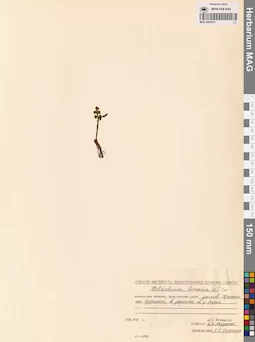 MAG 0002331