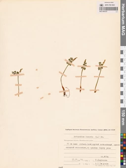 MAG 0002333