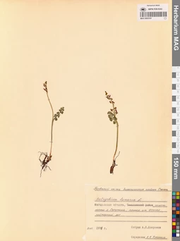 MAG 0002335