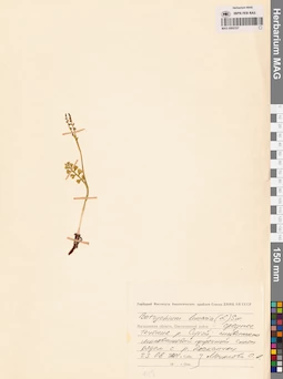 MAG 0002337