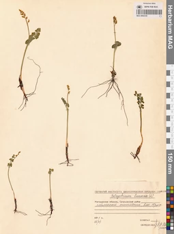 MAG 0002338
