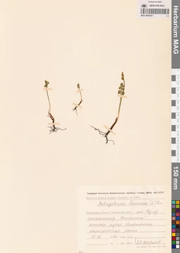 MAG 0002342
