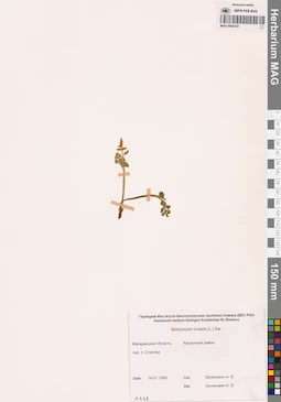 MAG 0002343