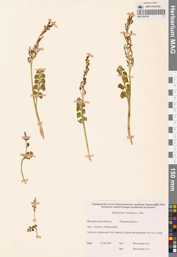 MAG 0002344