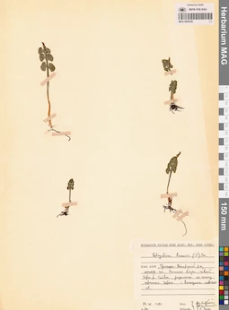 MAG 0002359