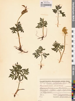 MAG 0002368