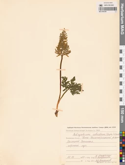 MAG 0002369