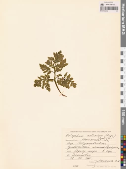 MAG 0002372