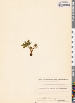 MAG 0002375