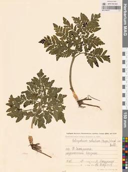 MAG 0002377