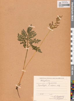 MAG 0002397