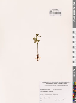 MAG 0010299