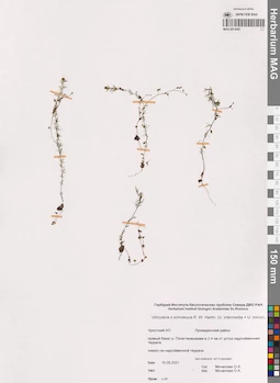 MAG 0014391