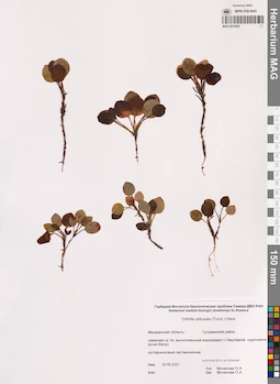 MAG 0014395