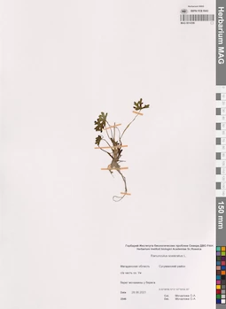 MAG 0014396