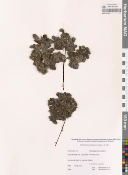 MAG 0014401