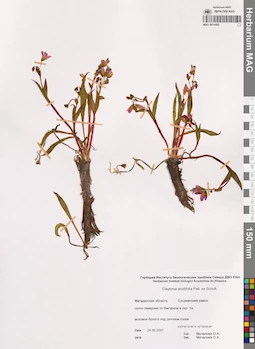 MAG 0014402